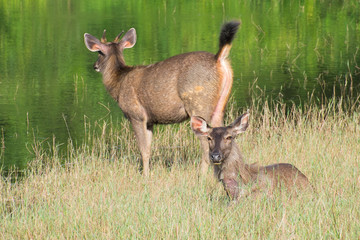 swamp deer