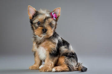 puppy Yorkshire terrier