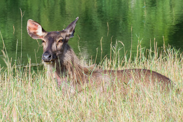 swamp deer