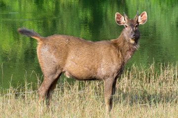 swamp deer