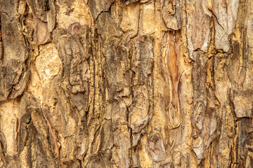 Tree bark surface texture.
