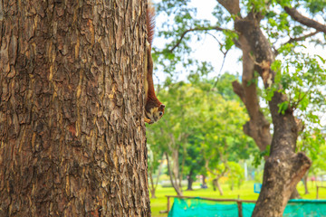 Squirrel is eating bean on the tree.