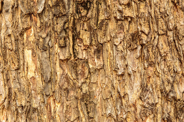 Tree bark surface texture.