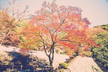 Beautiful red maple tree in vintage style