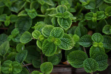 mints growing in the vegetable garden