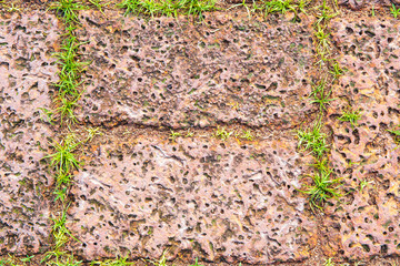 Green grass between brick pavement.