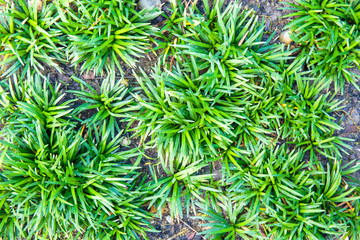 Top view of green grass between brick pavement.