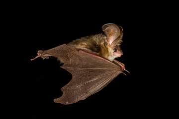  Long-eared bat flying on the dark night © Geza Farkas