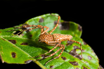 Lynx Spider