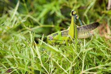 Grasshopper in a bush