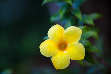 One yellow allamanda flower