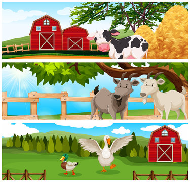 Farm animals on the farmland