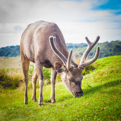 Sri Lankan sambar deer male