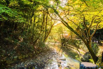 Obraz premium sun light on a tree and river at minoh park