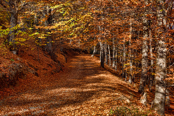 Fall nature, Bulgaria