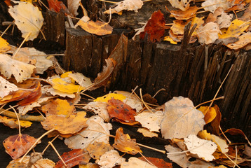 Autumn leaves