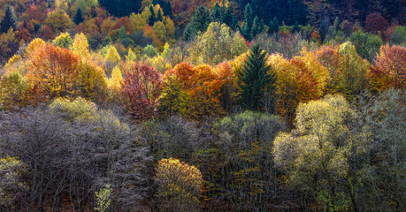 Obraz premium Autumn
