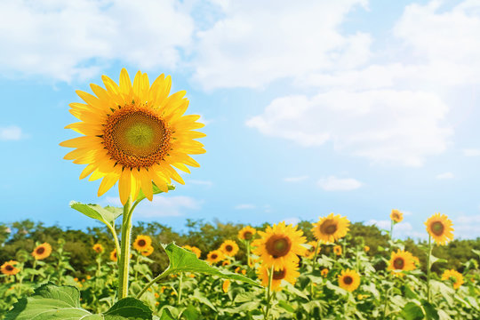 sunflower with bright sky