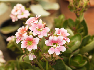 pink Flower of cactus