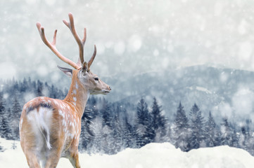 Deer on winter background - obrazy, fototapety, plakaty