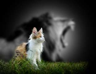 Fototapeta Cat with lion shadow obraz