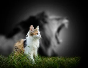 Raamstickers Kat met leeuwenschaduw © byrdyak