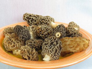 Spring mushrooms - morels, on orange plate