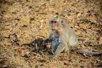 обезьяна с детёнышем