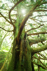 伊豆　巨木　シラヌタの大杉