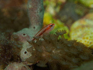Goby