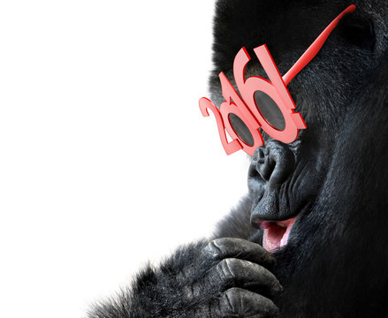 Gorilla with big red 2016 New Years glasses celebrating Year of the Monkey
