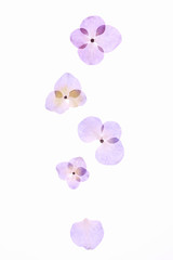 アジサイの押し花