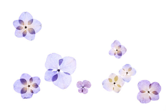 紫陽花の押し花 の画像 143 件の Stock 写真 ベクターおよびビデオ Adobe Stock