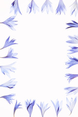 Fototapeta na wymiar 青い花の押し花