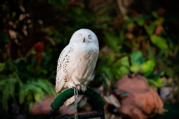 snowy Owl