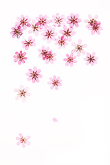 赤い花の押し花