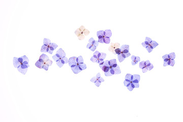 アジサイの押し花