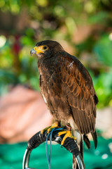 baby hawk