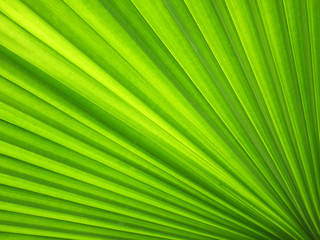 beautiful palm leaves of tree in sunlight