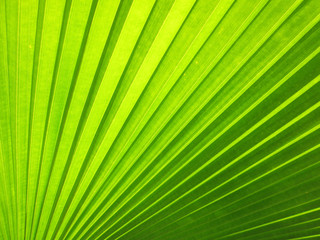Obraz premium Texture of Green palm Leaf background