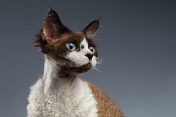Closeup Portrait of Devon Rex Looking at right on Gray