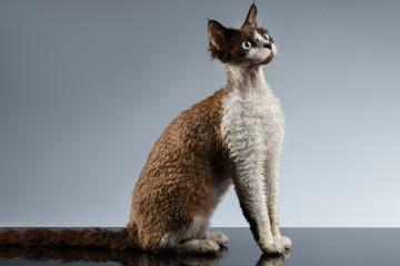 Funny Devon Rex Sits in Profile view on Gray
