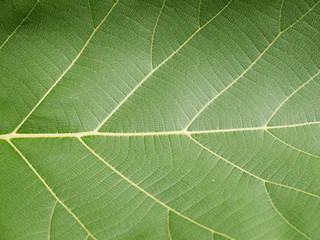 Obraz premium green leaf texture ( teak leaf )