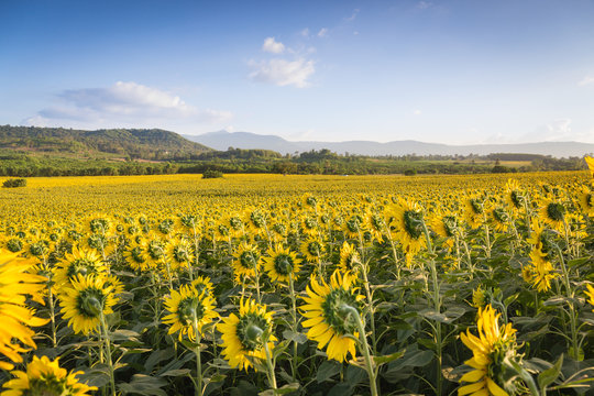 field of blooming sunflowers on a mountain and sky background