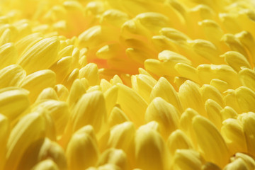 黄色い菊
