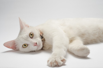 white cat with yellow eyes