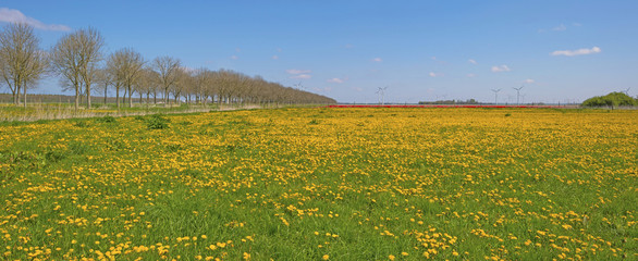 Fototapeta premium Wild flowers in a field in spring