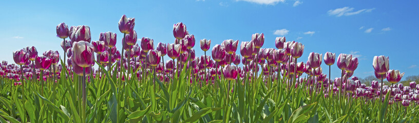 Tulips in a field in spring