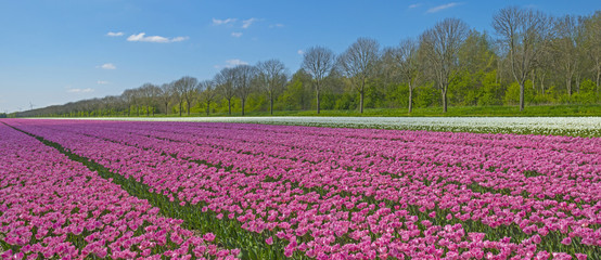 Fototapeta na wymiar Tulips in a field in spring