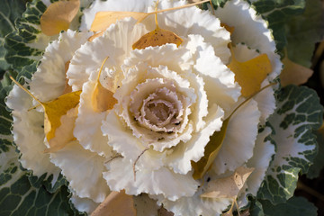 Ornamental Cabbage or Flowering Kale blooming in autumn. Santa Clara County, California, USA.